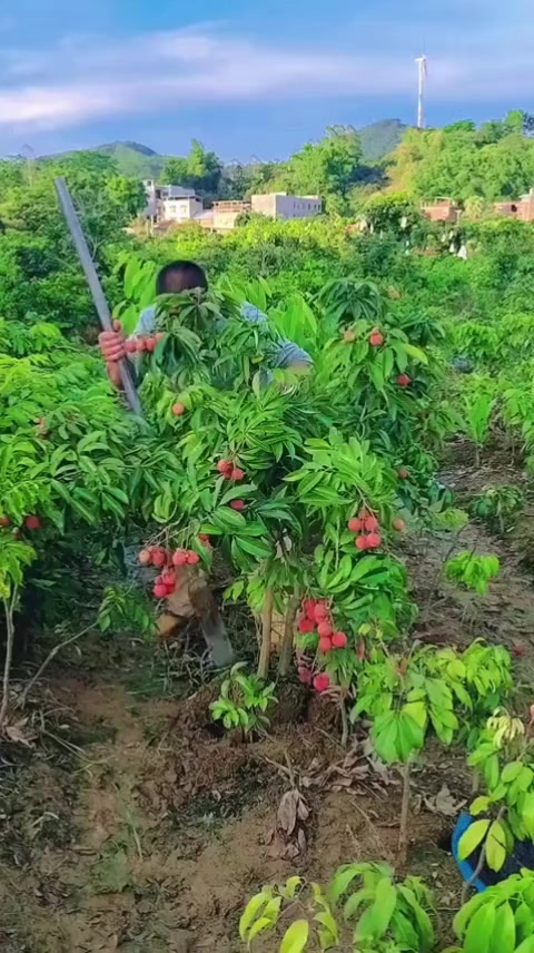@cacaourell