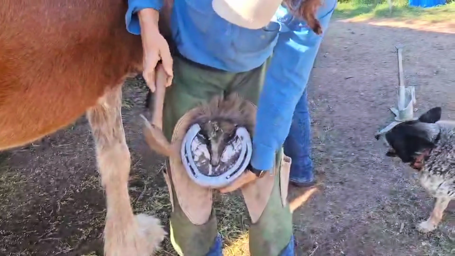 @Duneske Clydesdales