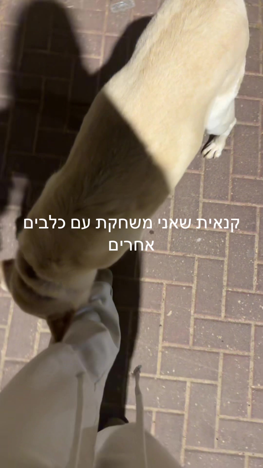 @נועה