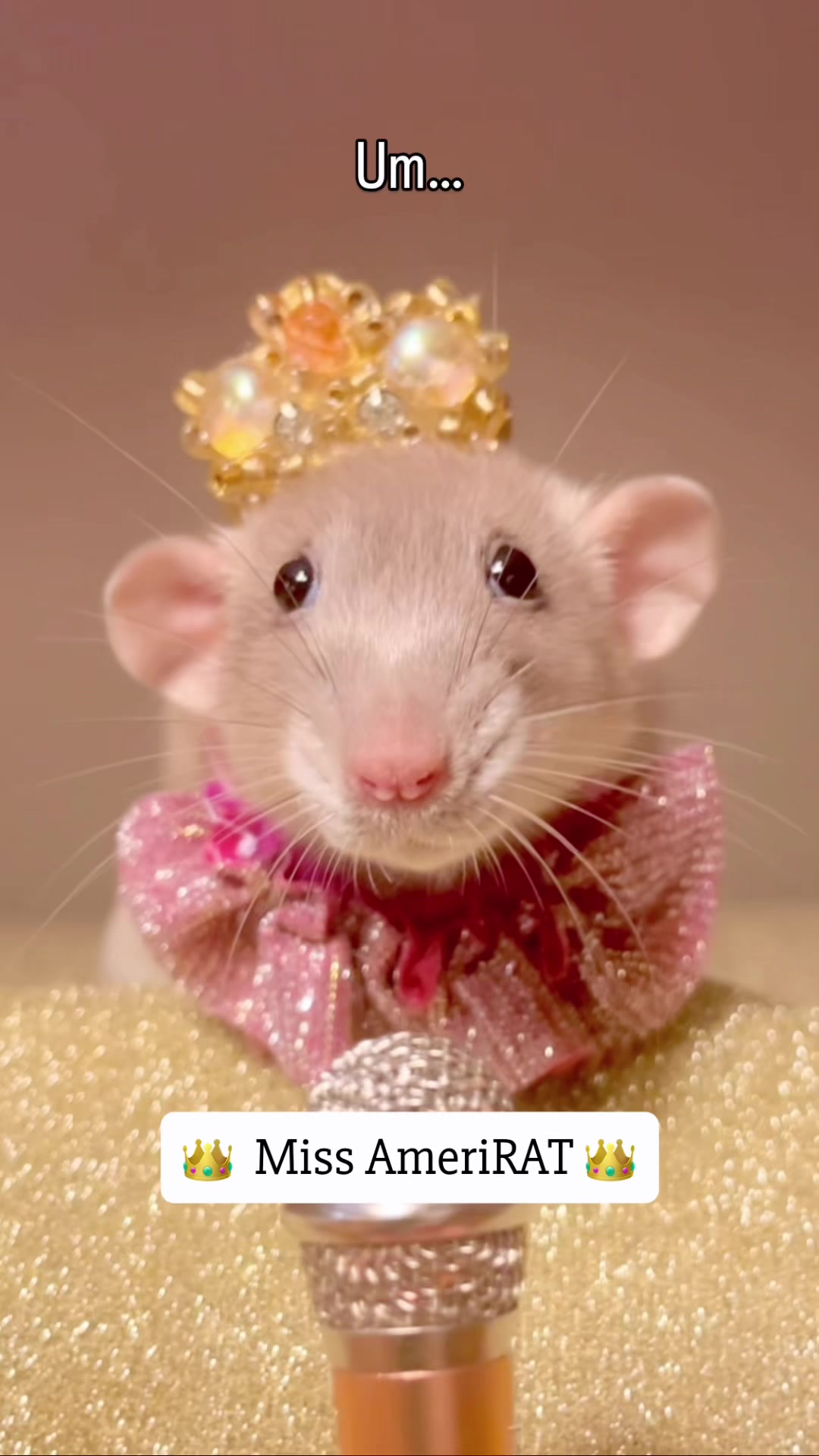 @RatsHaveFeelingsToo