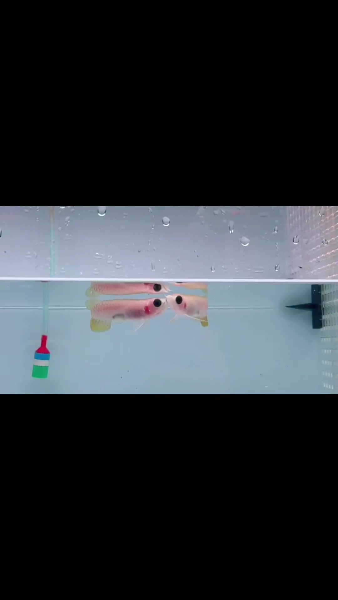 @MK AROWANA SPECIALIST
