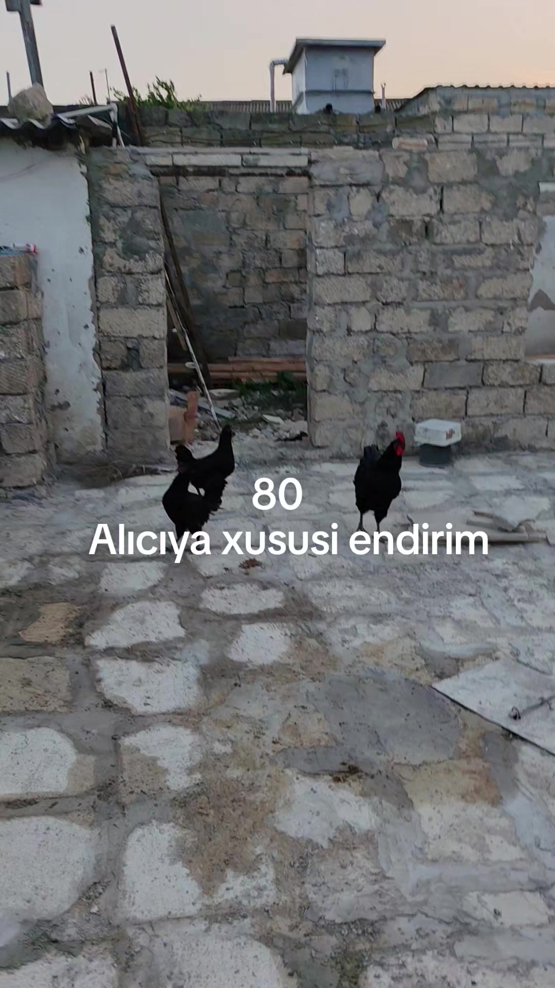 @MAŞTAĞA_QUŞCULUĞ