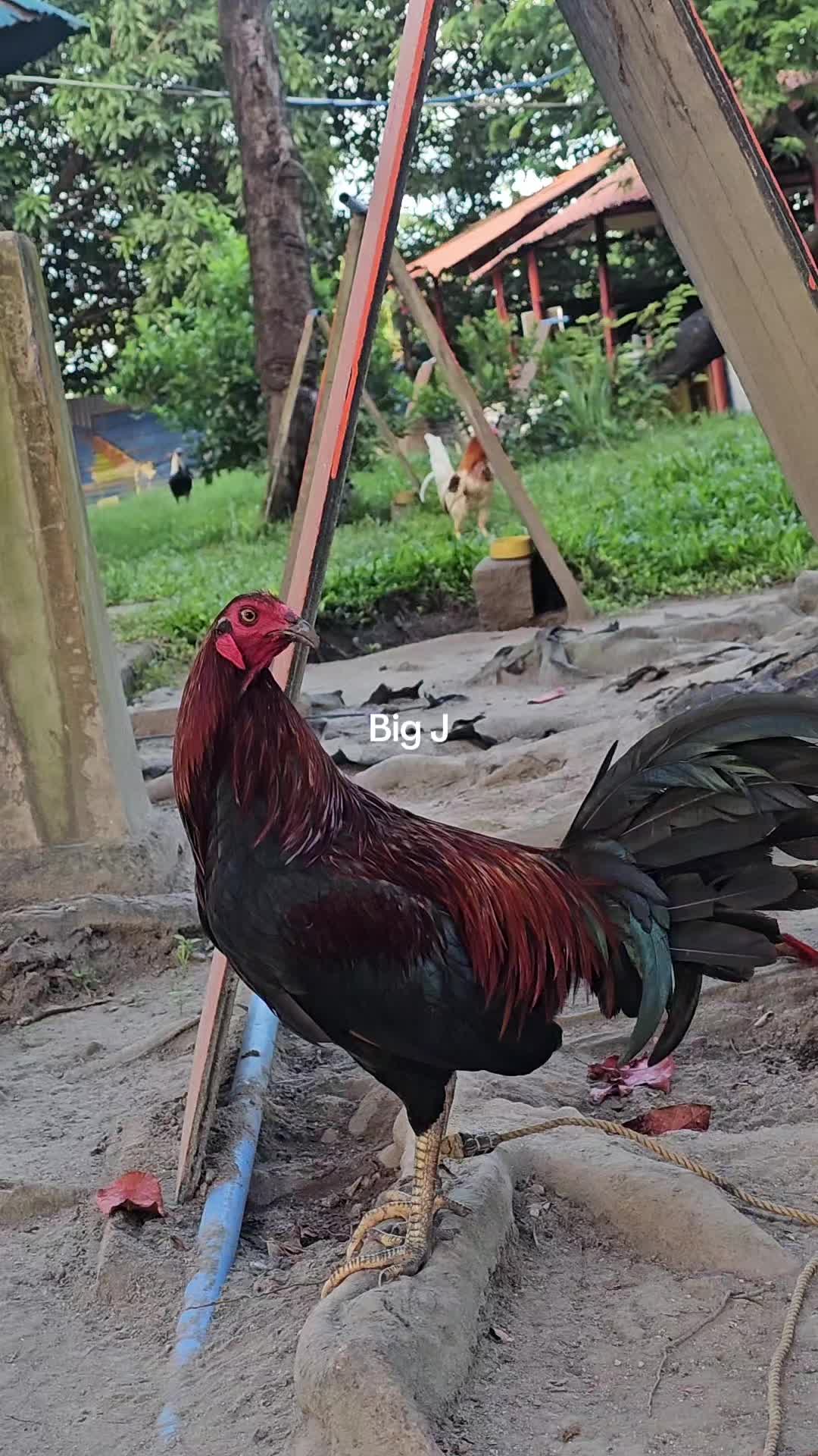 @Big J Gamefarm