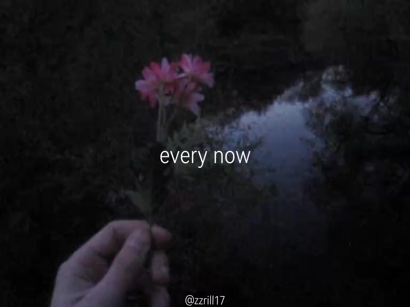 @zzrill17🐈&zwj;⬛