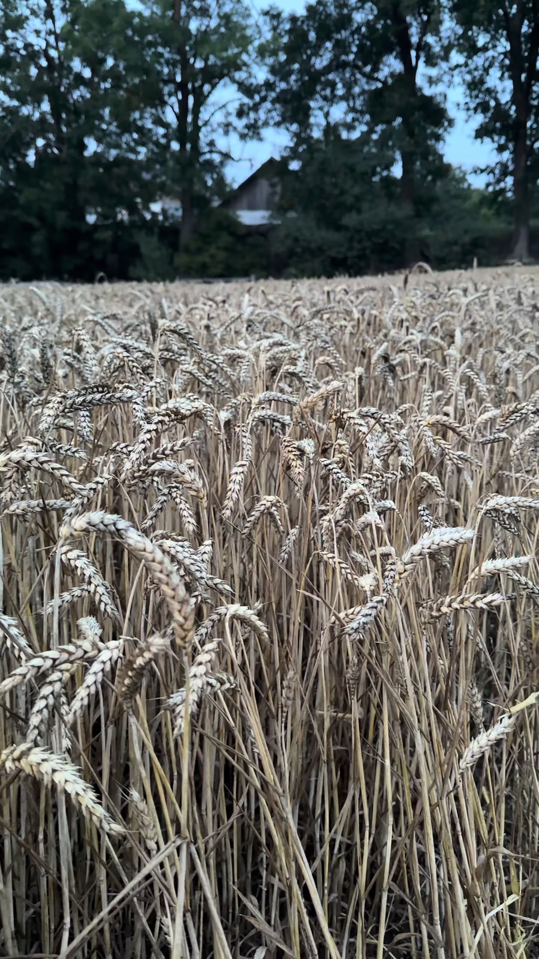 @🌾Diagri1996🌾
