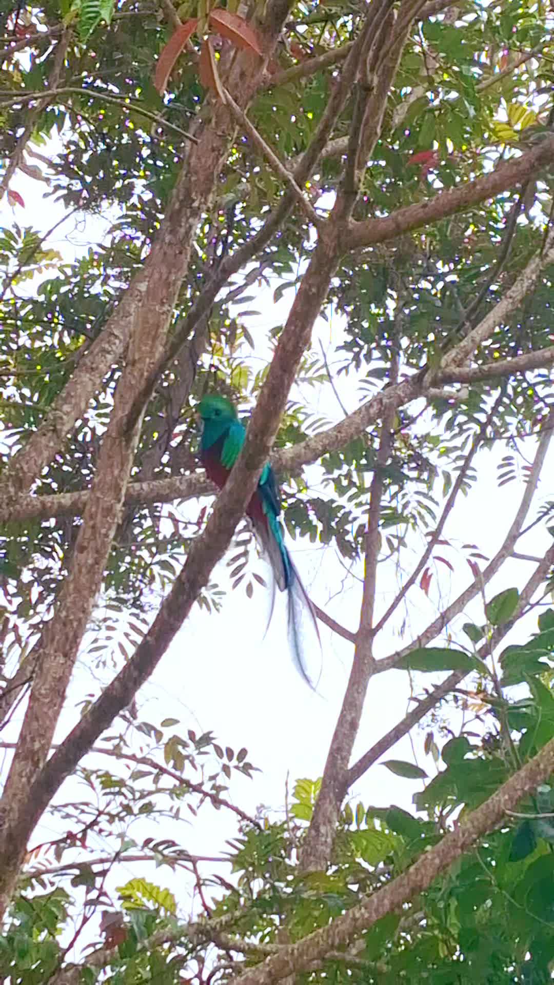 @Quetzal Tours CR🇨🇷