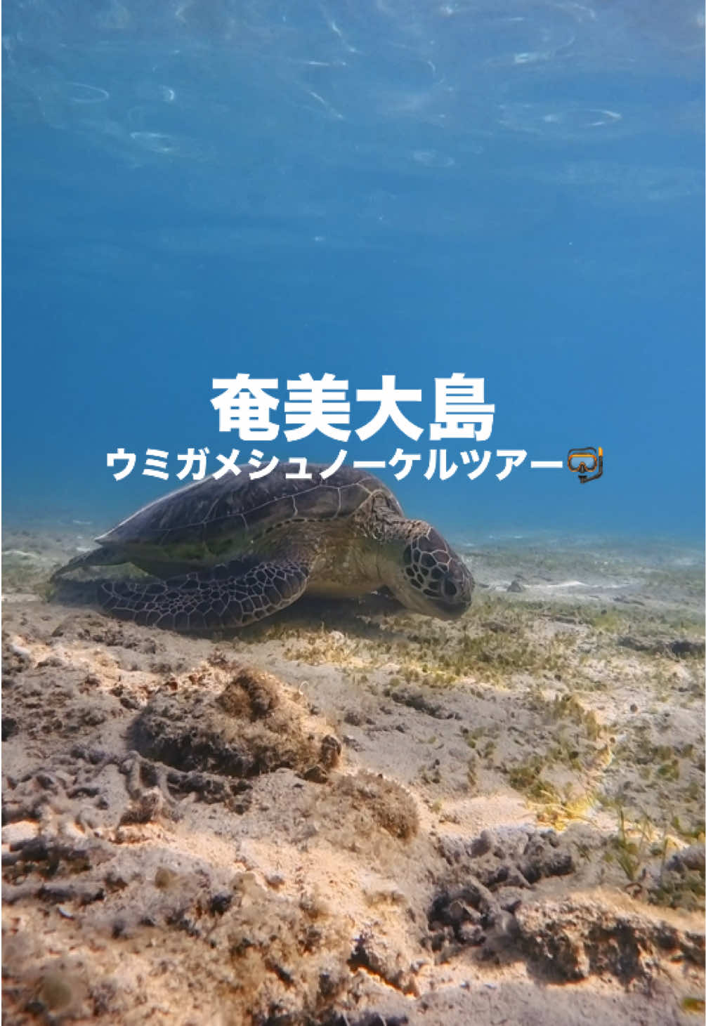 @奄美大島シマッチュ