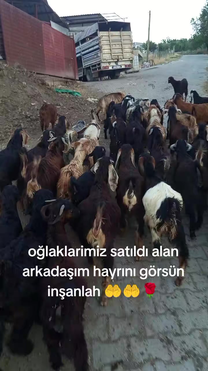 @İbrahim Erhan erhan