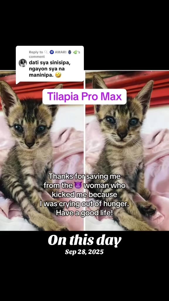 @17meows