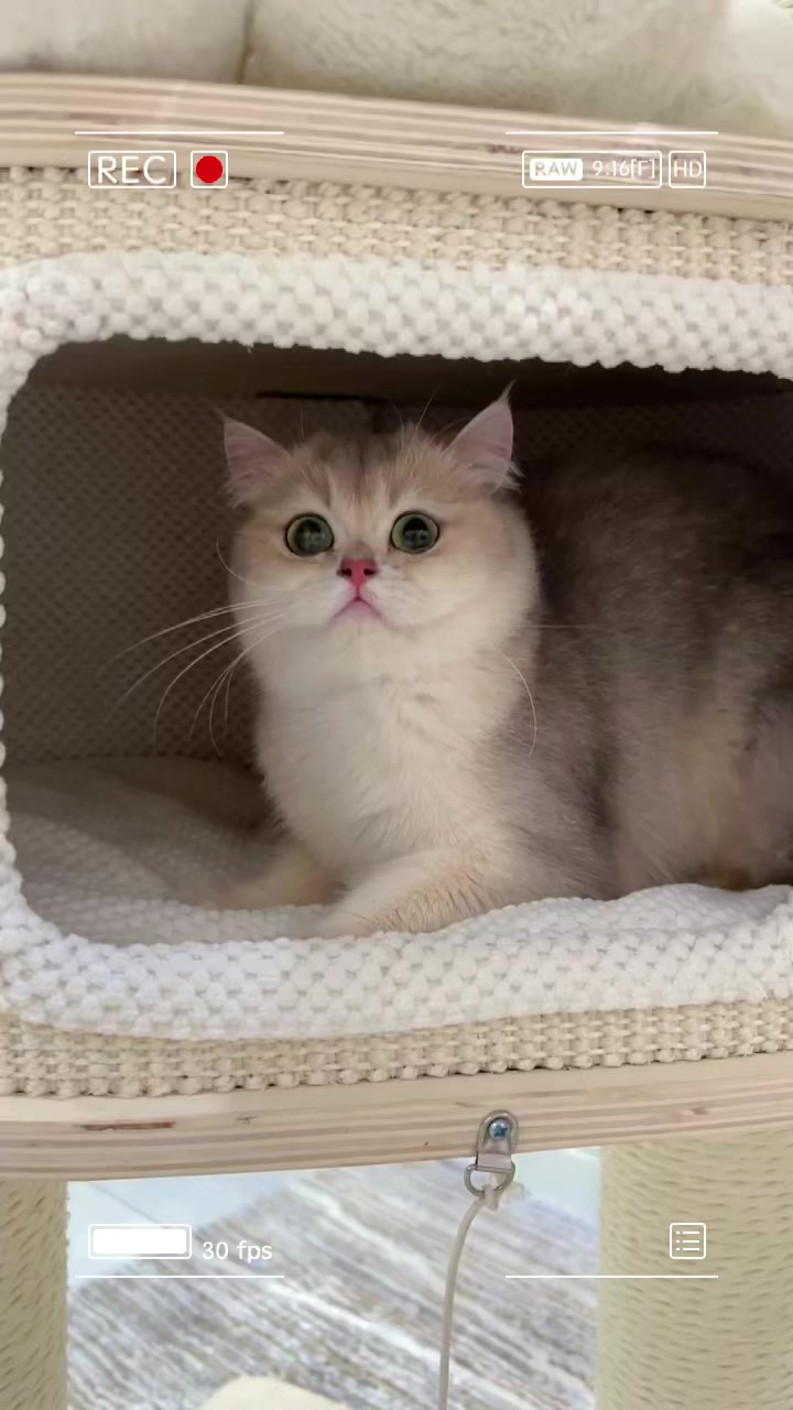 @kittens_uz