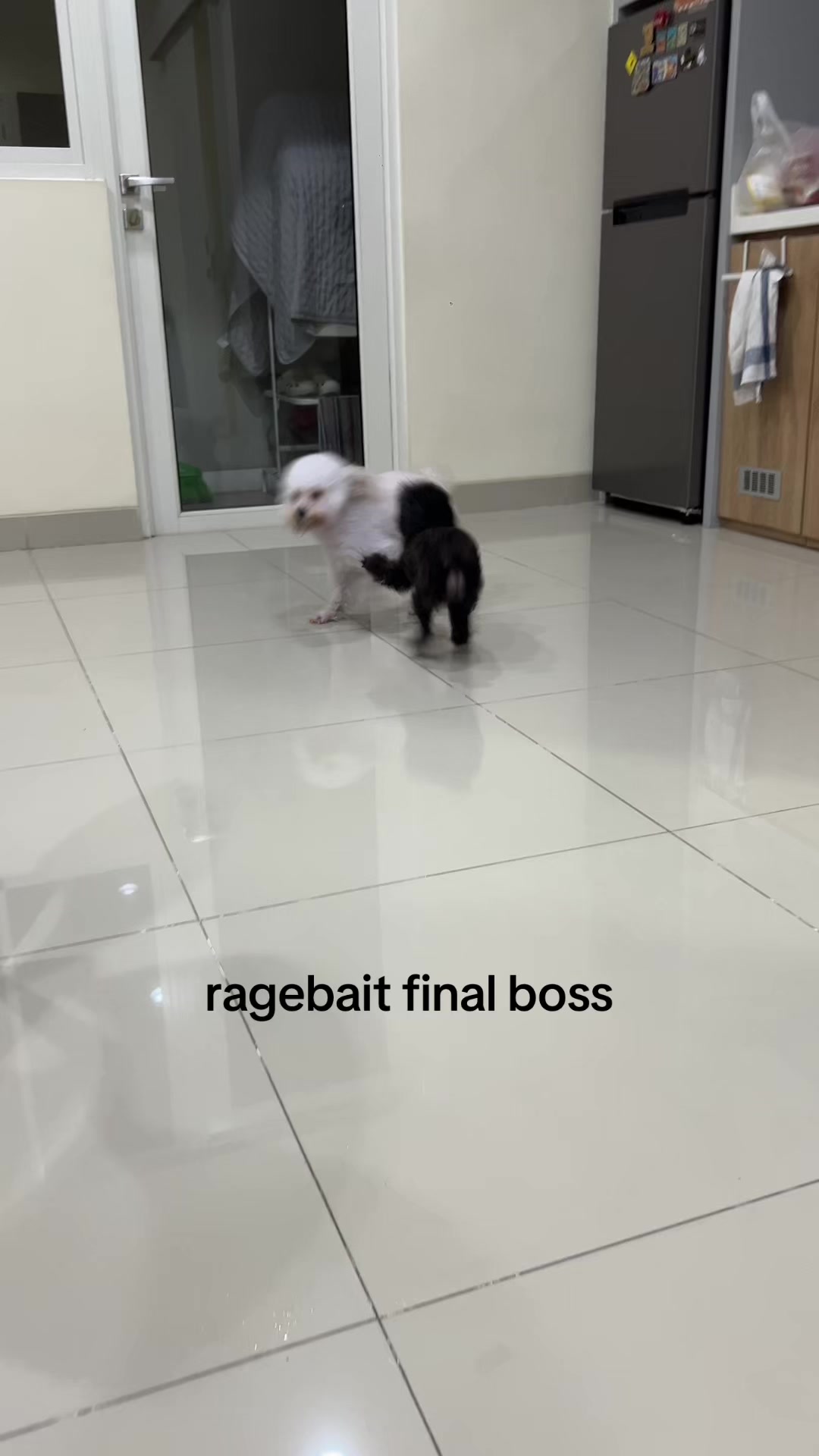 @chippi the poochon