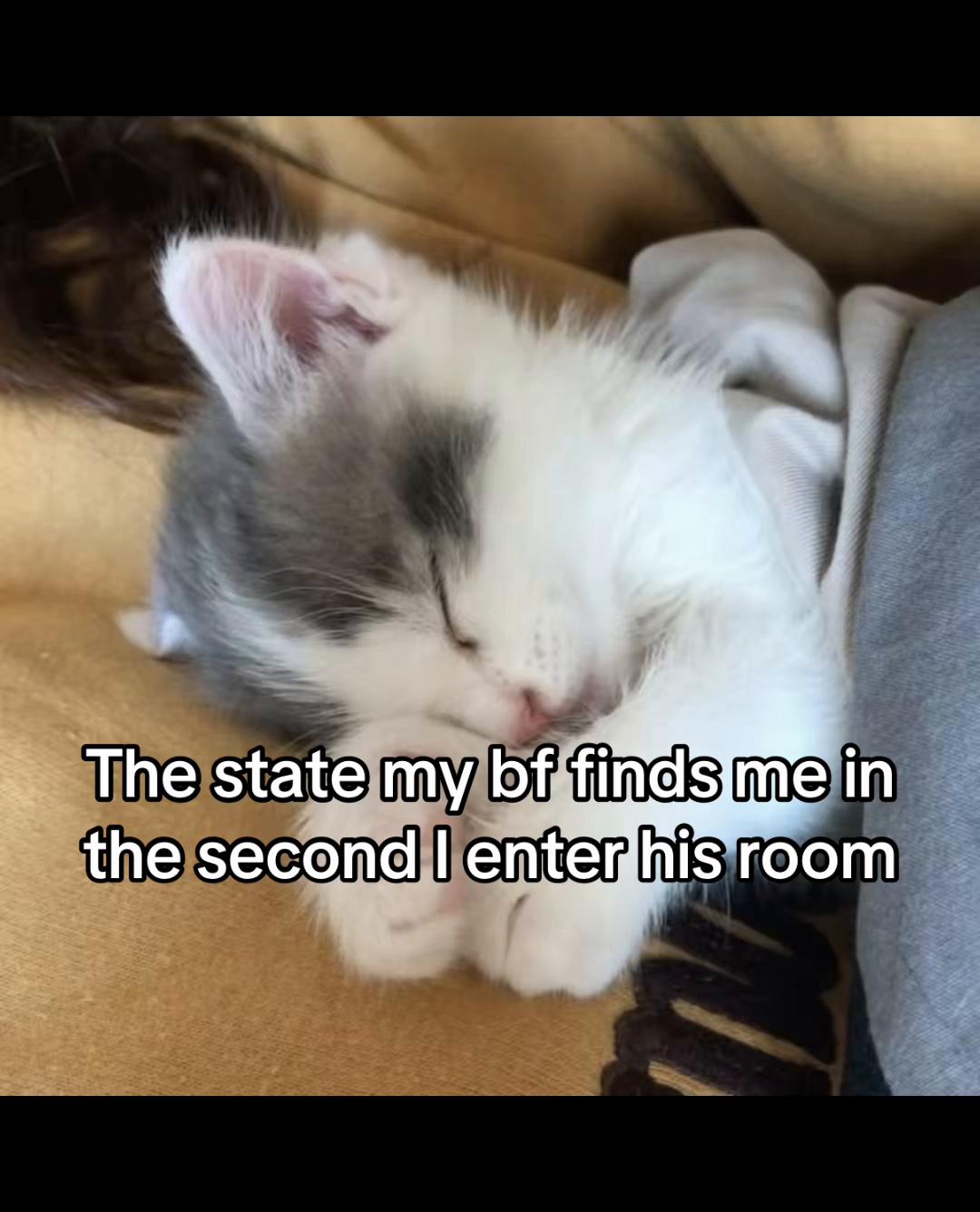 @LavanderCat