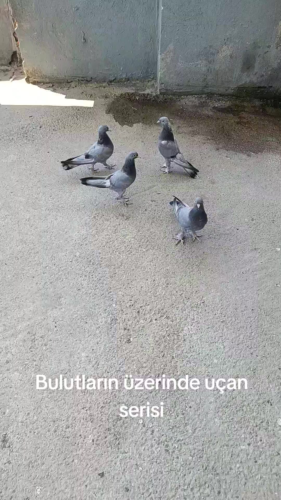 @Halil Sari