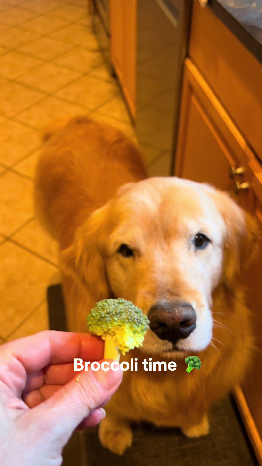 @Kody the Golden