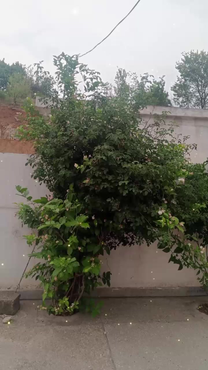 @Imran Mushtaq Chauhan