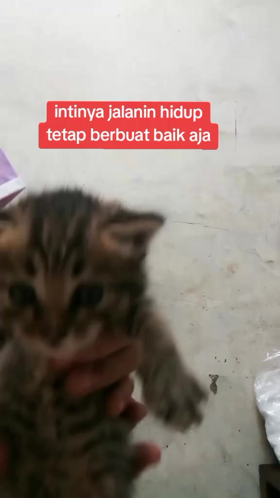 @ibundanya kucing