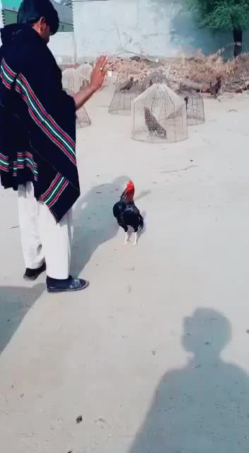 @میاں ضیاء واں بھچراں🔥