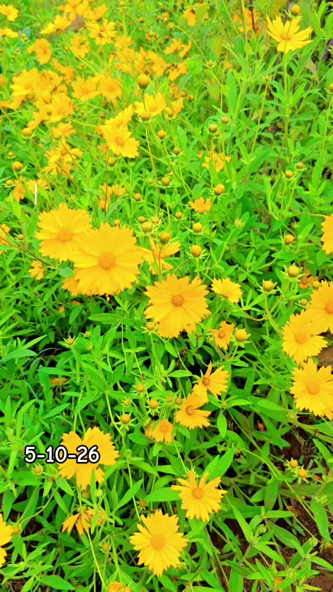 @Meakahomestead_00