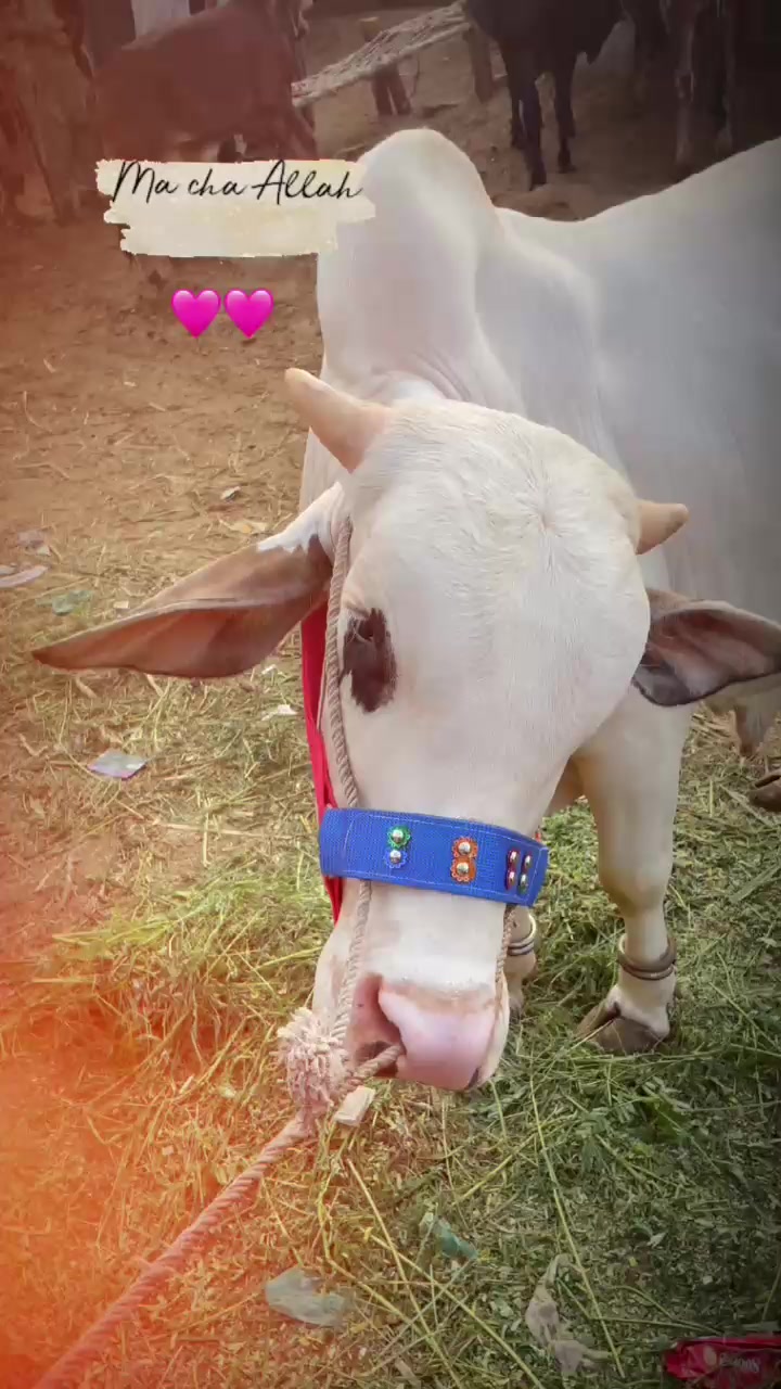 @shahidali0268