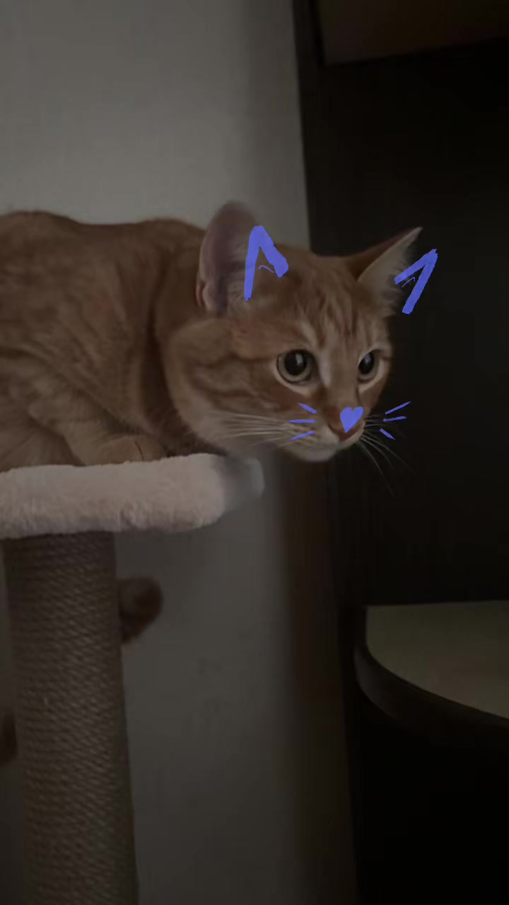@Eva🐾Mira