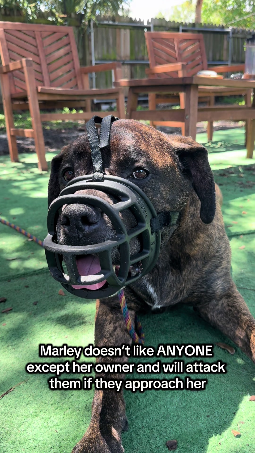 @balancedcanineacademy