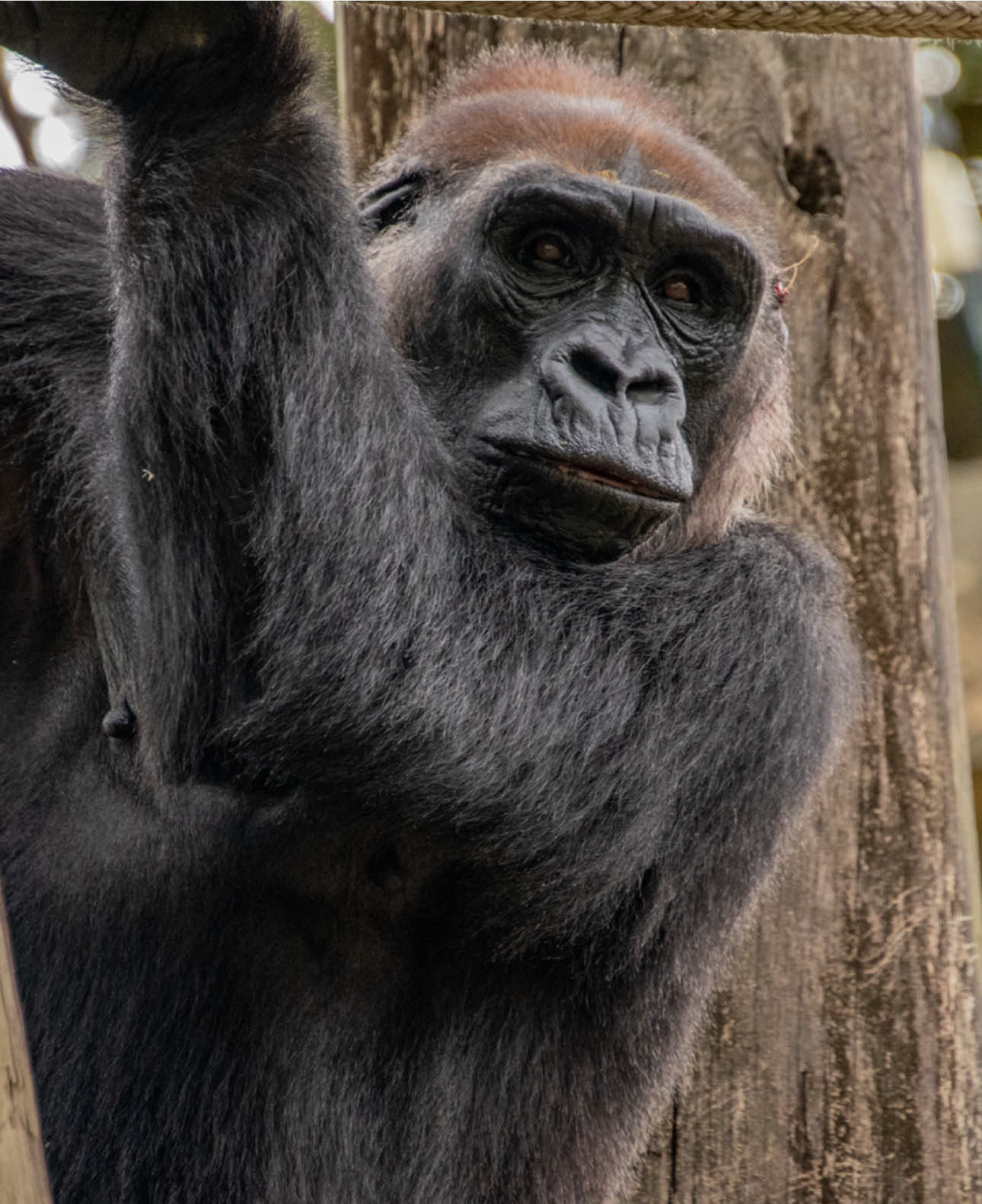 @memphiszoo