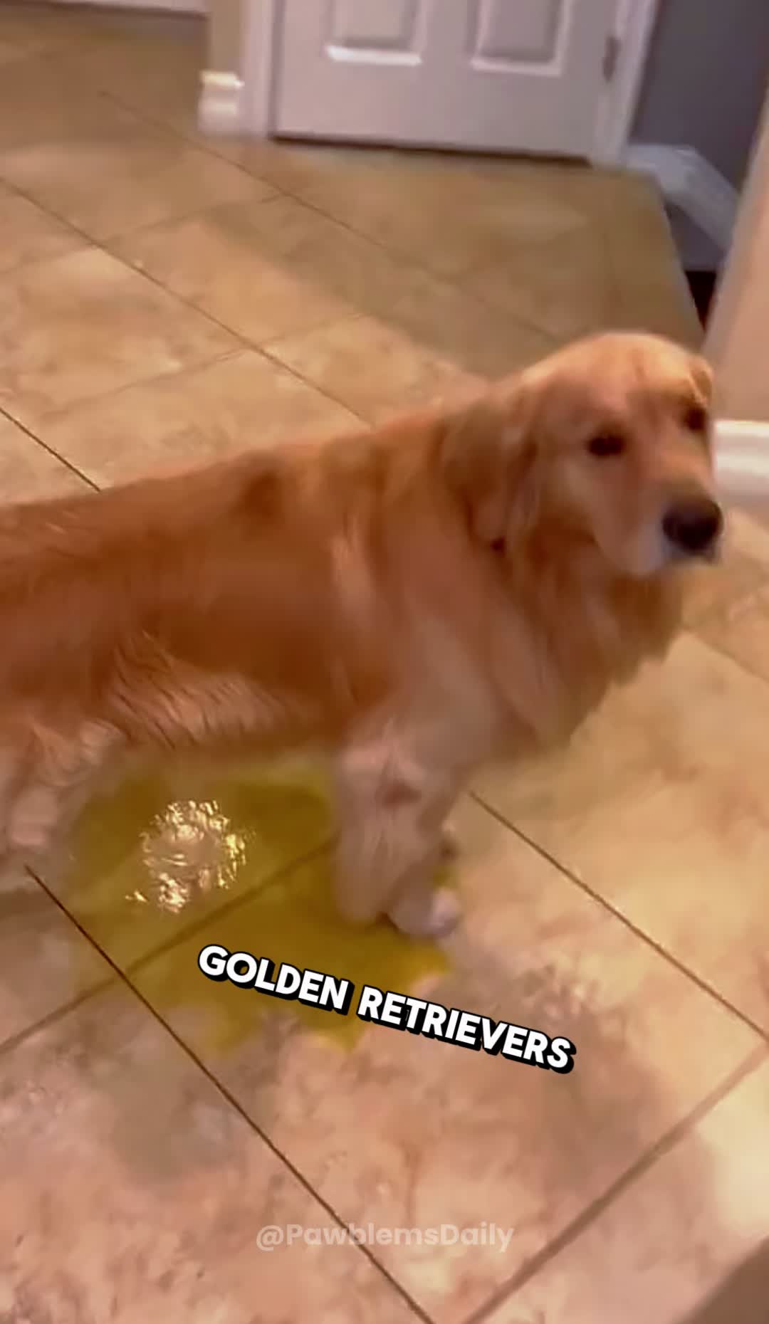 @PawblemsDaily