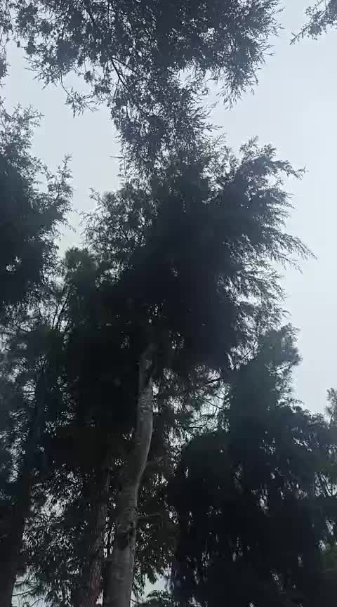 @asih1988