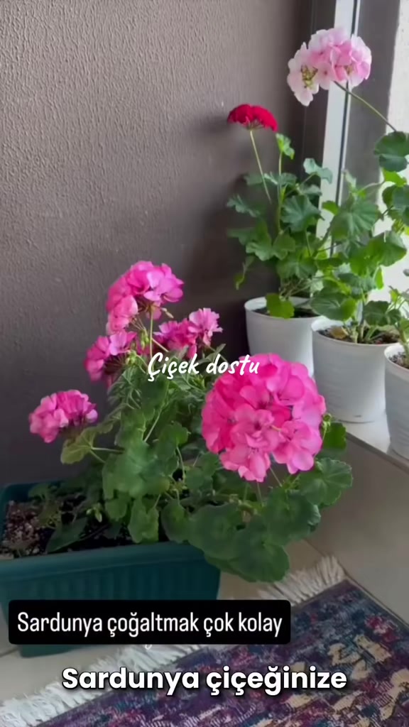 @💧Çiçek dostu 🇹🇷💧