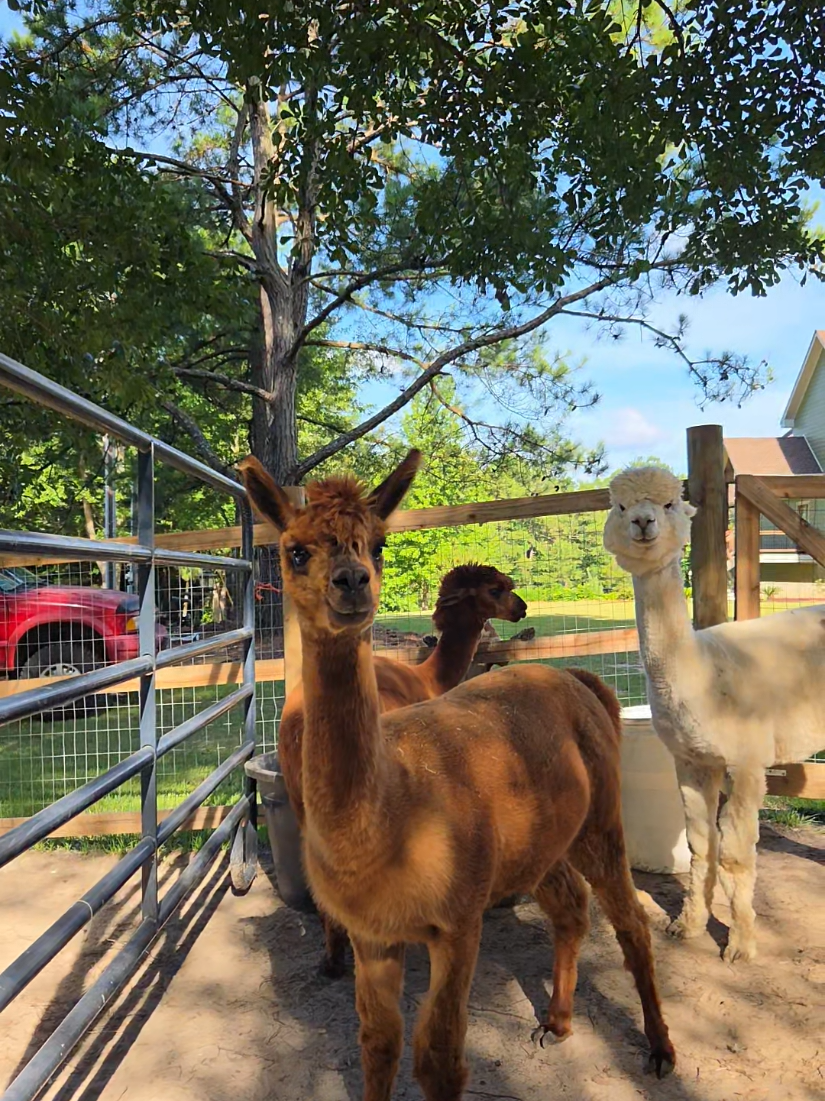 @alpacalypsenow