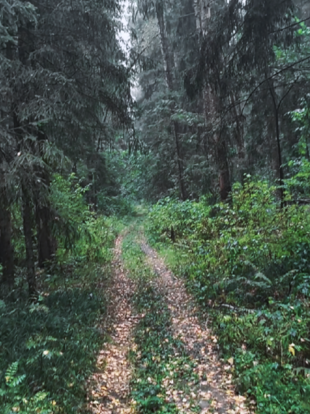 @khvoyny🌲