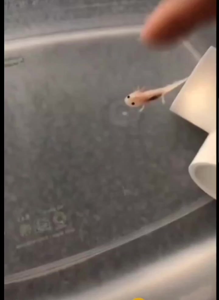 @axolotl üretim