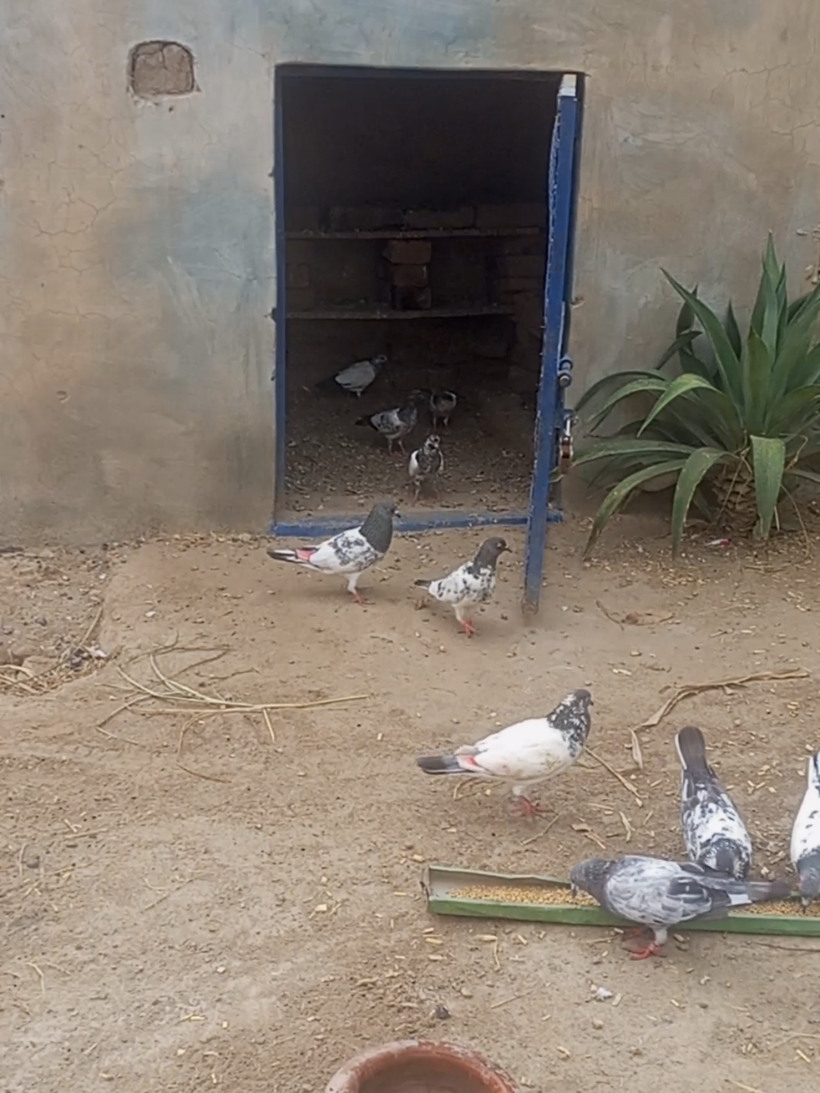 @village pigeons point
