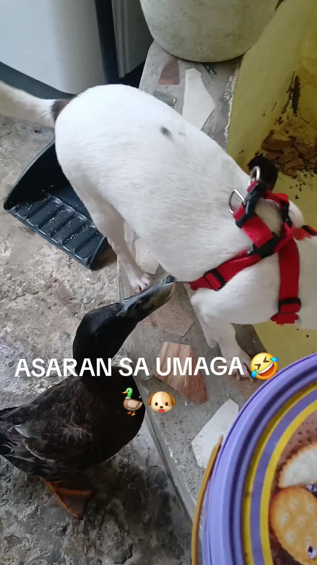 @renantepet