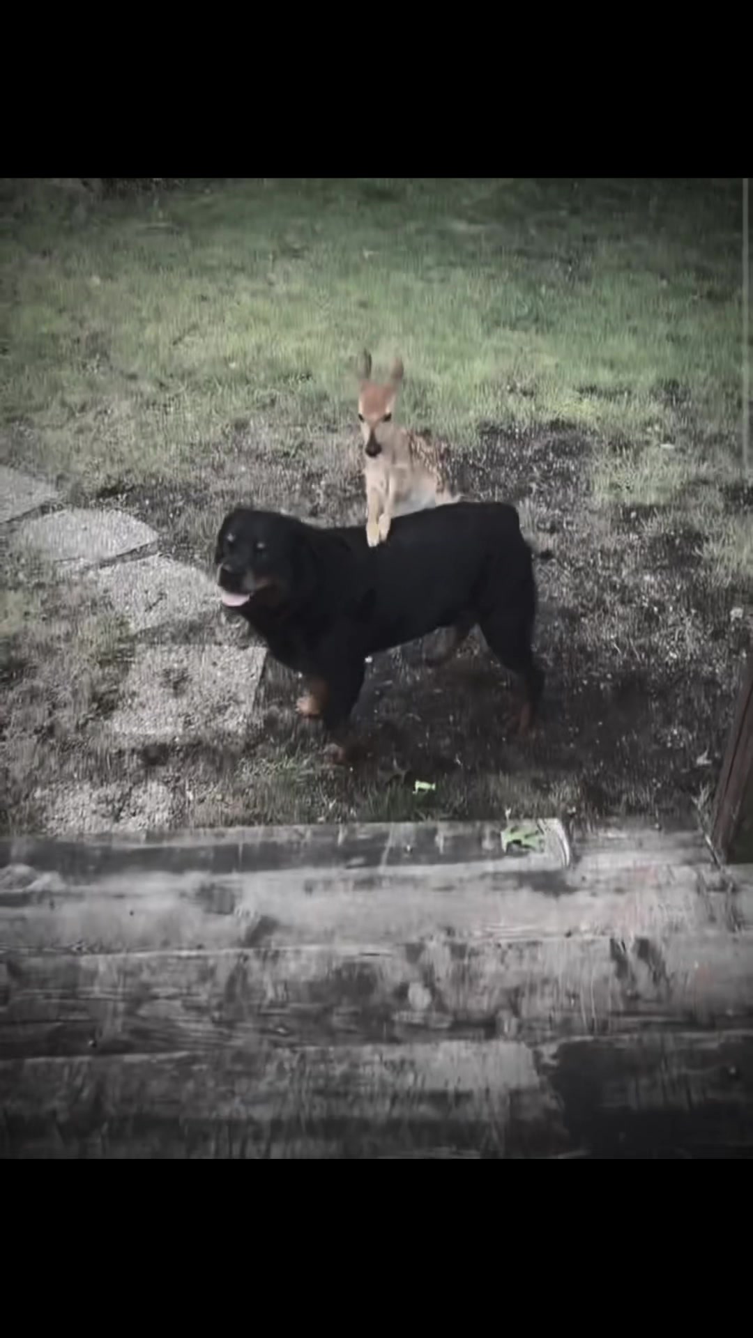 @auraful_animals