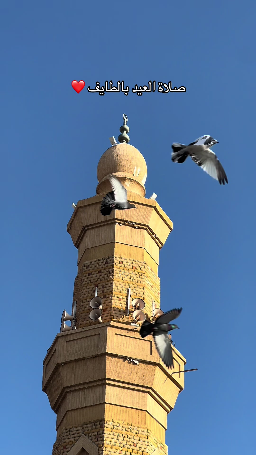 @بلوقر آيات / الطائف