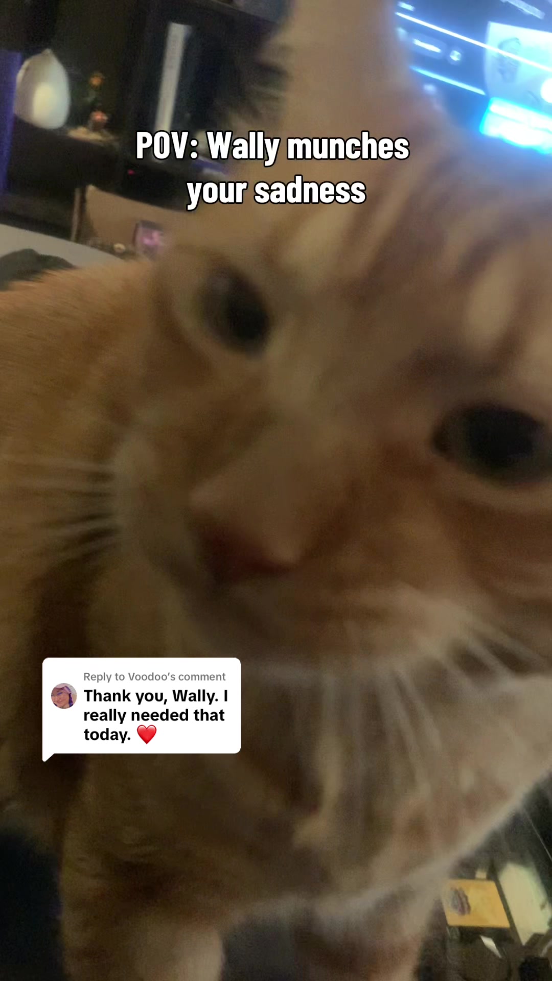 @diycatgeek (Wally & Howl)