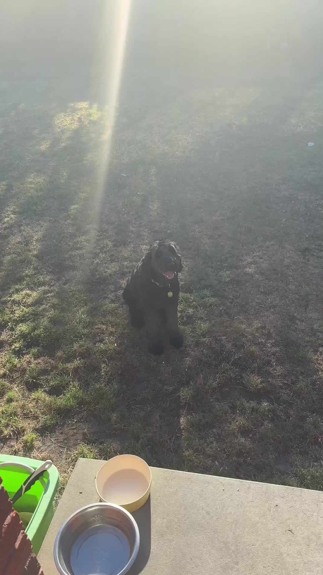 @MontyTheLabradoodle