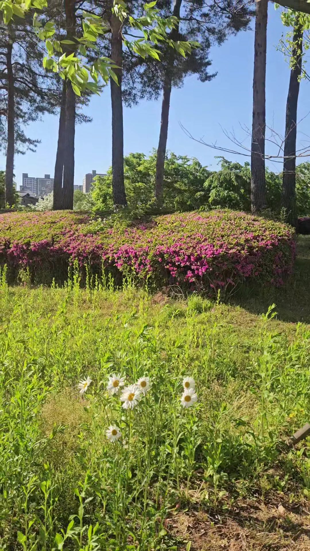 @❤心灵漫游⚘️마음힐링