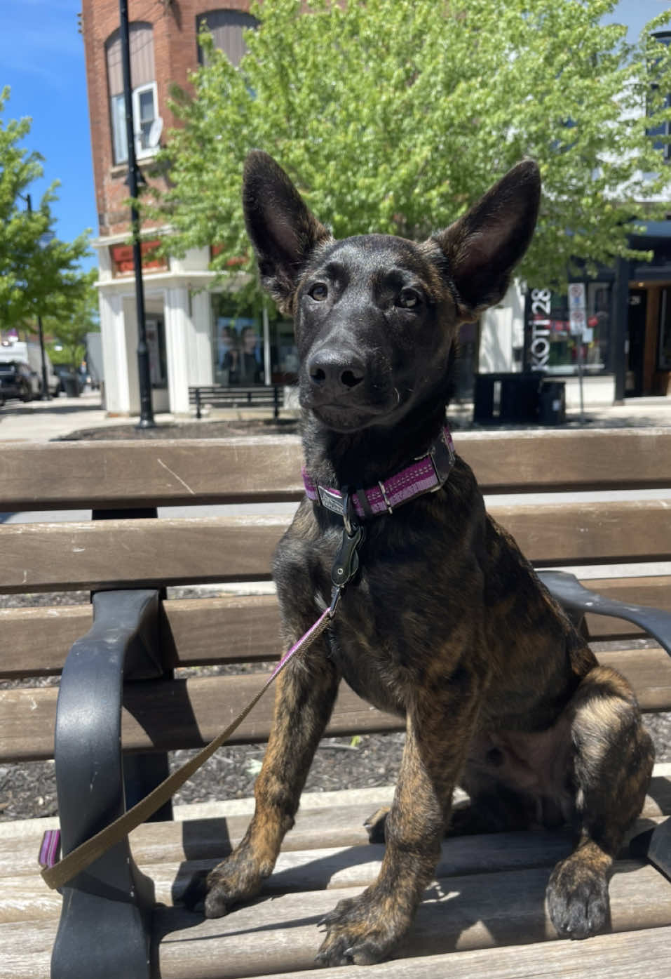 @WaveRyder_k9