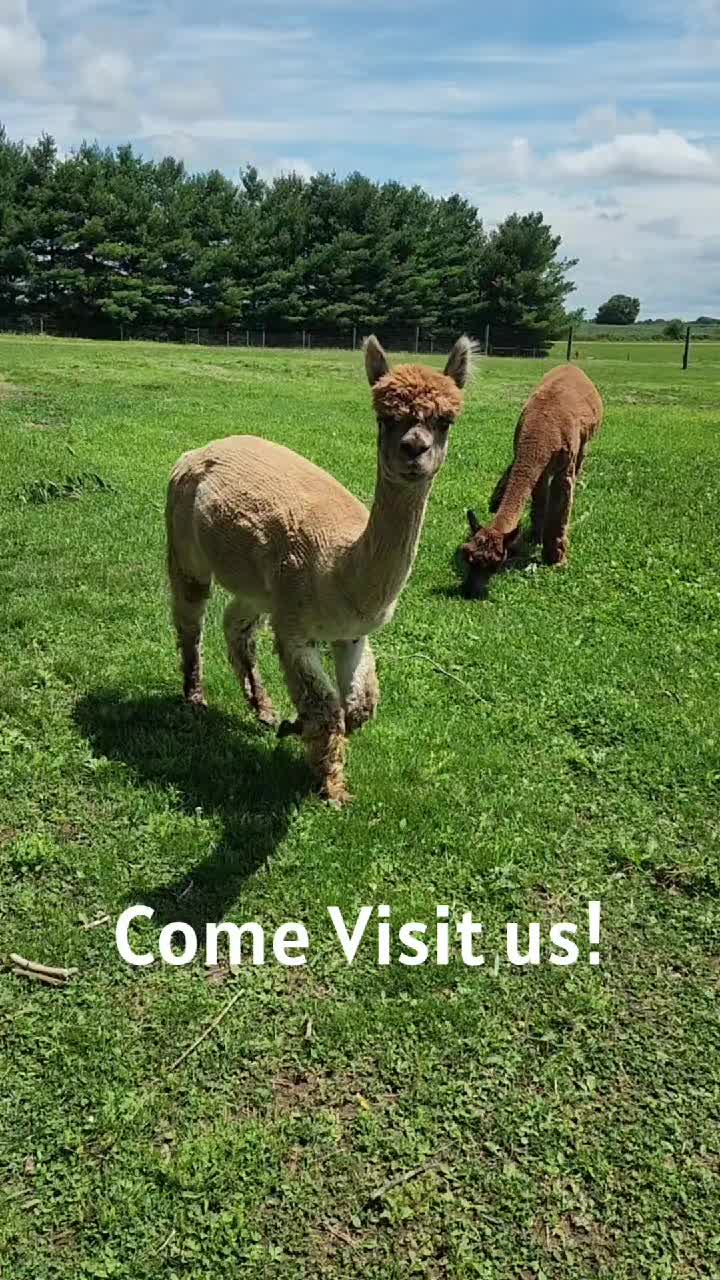 @HarmonyHillFarmSanct