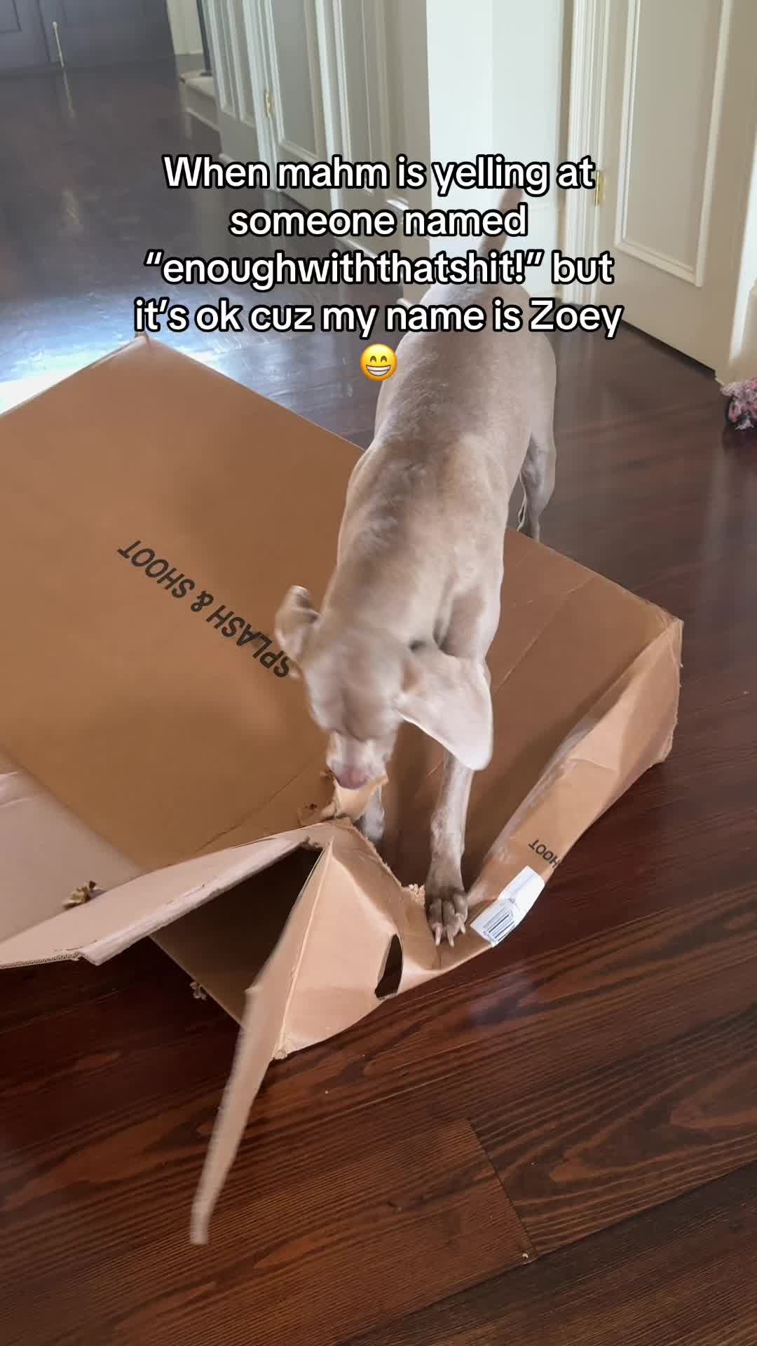 @Zoey the Weim