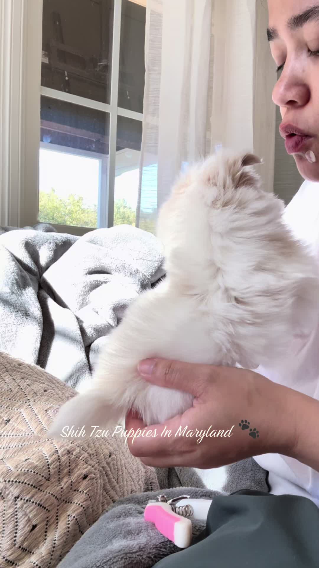 @Shih Tzu Puppies in Maryland