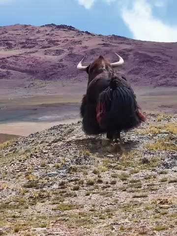 @شعیب عالم  ڈی کے