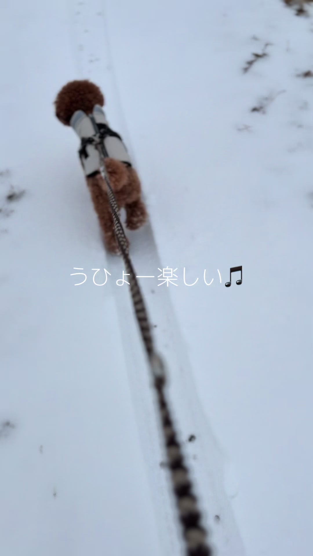 @kamachokopu