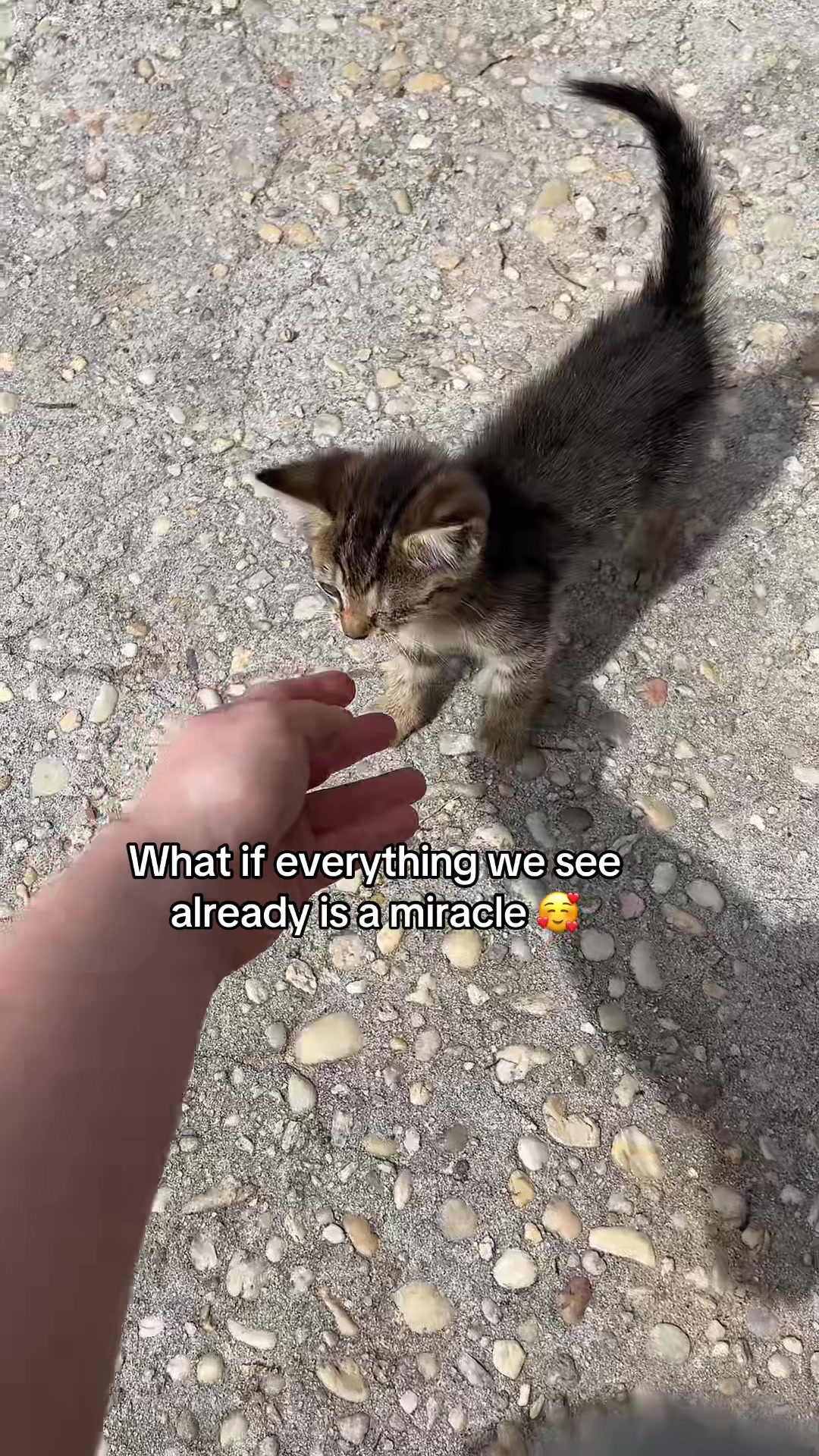 @Cats cats cats