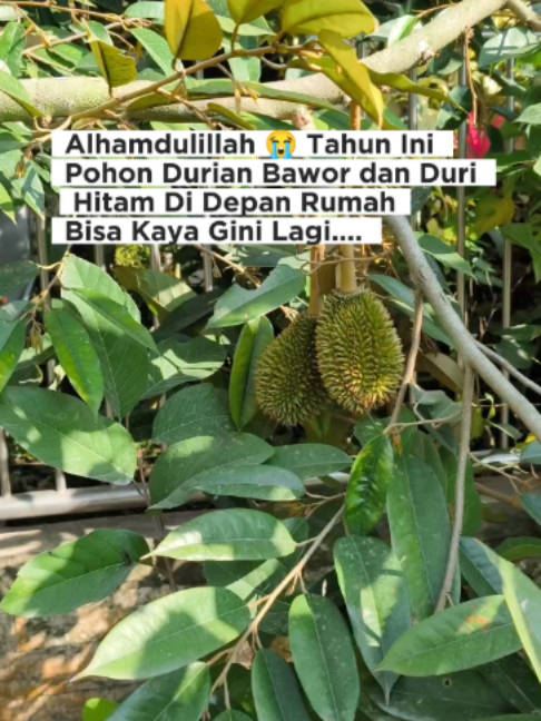 @LADIN ECOFARM STORE