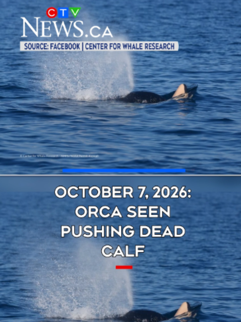 @CTV News Vancouver Island