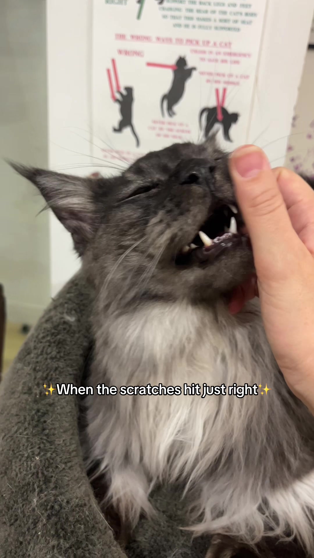 @crazycatcafe