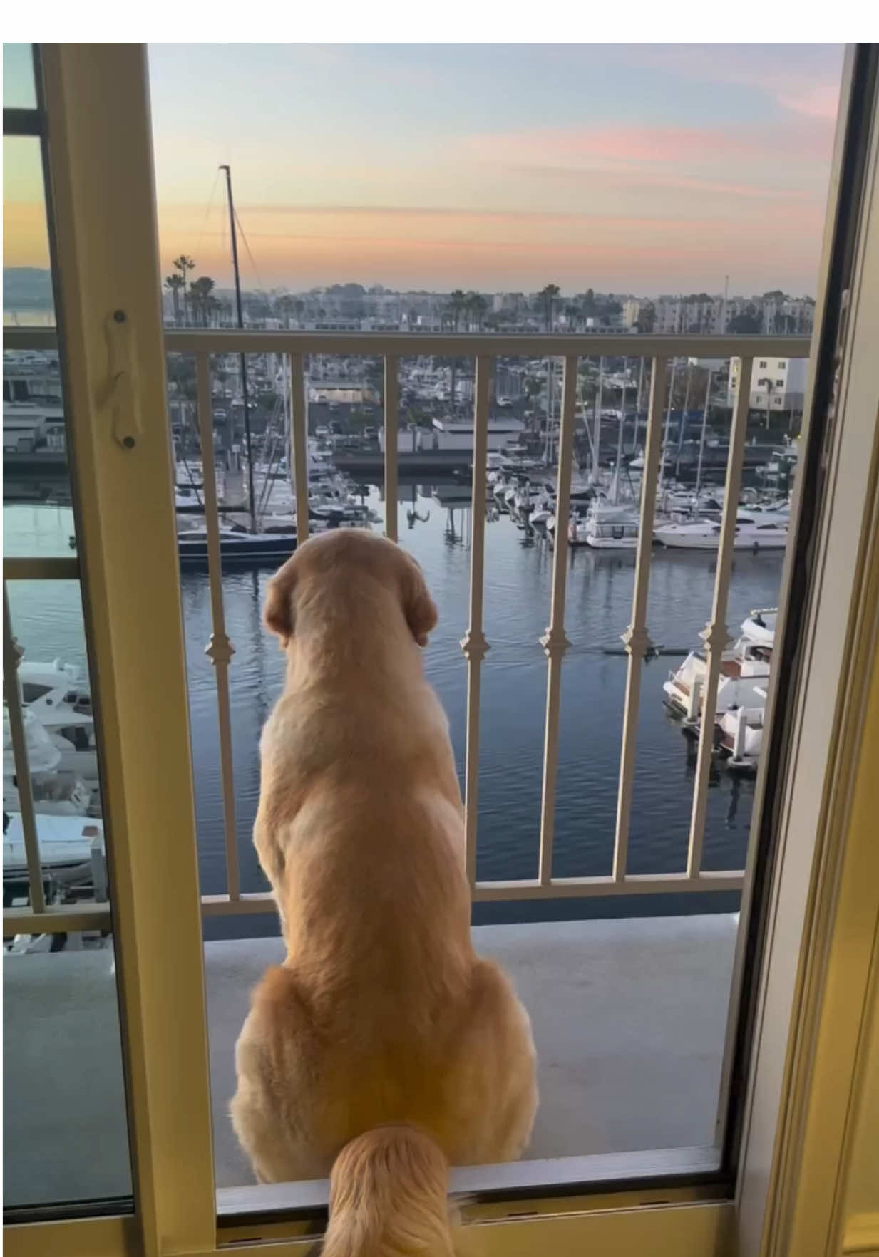 @kolom_golden_retrievers